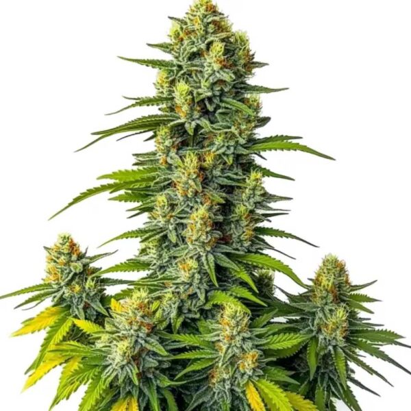 Mamba Negra Auto