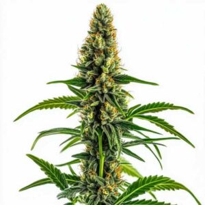 Mamba Negra CBD