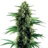 Northern Auto