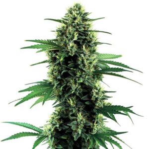 Northern Auto