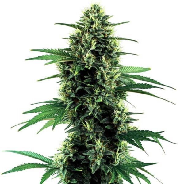 Northern Auto