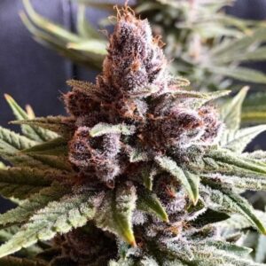 Pakistan Chitral Kush