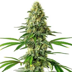 Santa Muerte