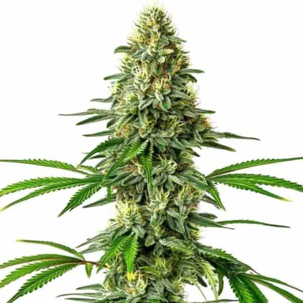 Santa Muerte