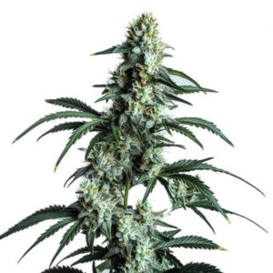 Sour Diesel Blimburn