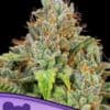 Sticky Boof Auto