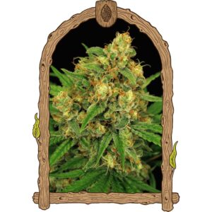 Tangerine Kush Regular