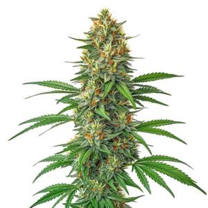 Tangie Auto