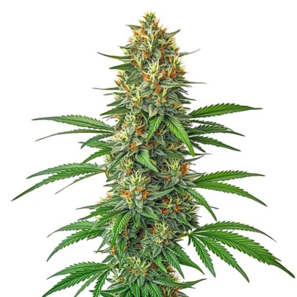 Tangie Auto