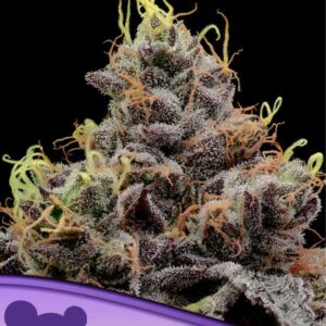 Think Tank