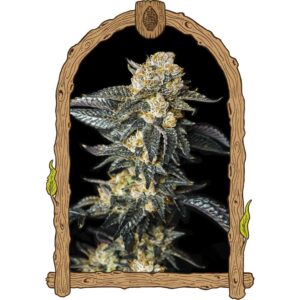Zkittaberry Auto