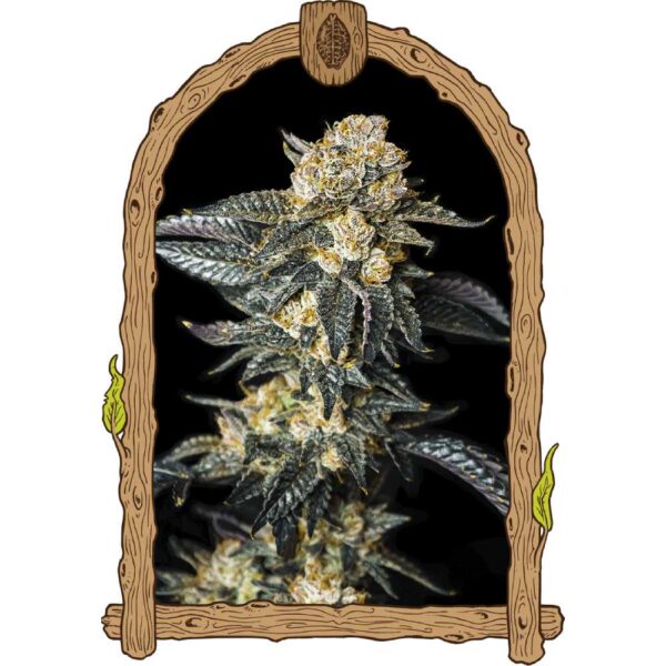Zkittaberry Auto
