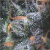 Black Cherry Punch Auto