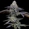 Blue Dream Barney's Farm