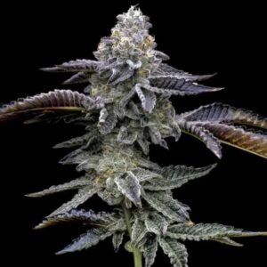Blue Dream Barney's Farm