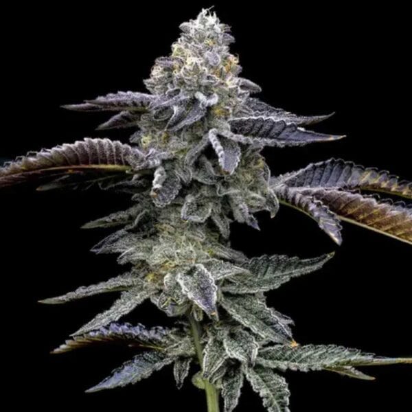 Blue Dream Barney's Farm