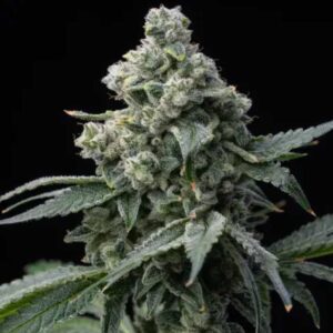 Bruce Banner Barney's Farm