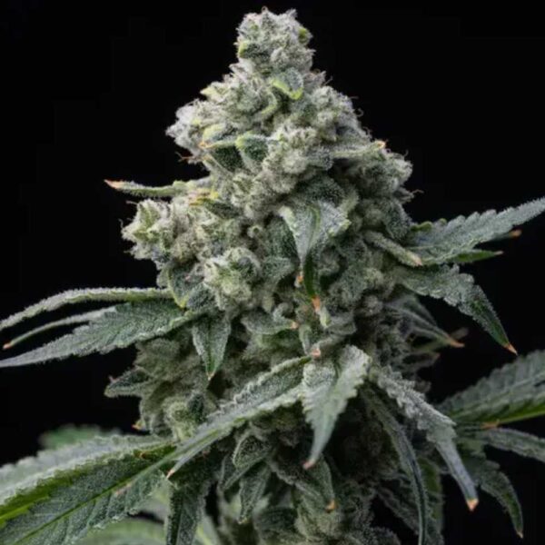 Bruce Banner Barney's Farm
