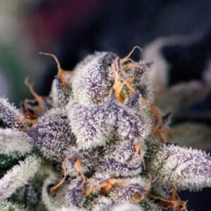 Cookies USA