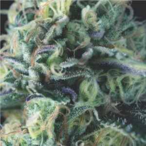 Cookies USA Auto