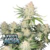 Frostbanger Auto