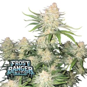 Frostbanger Auto