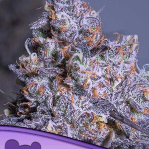 Frozen Black Cherry Auto