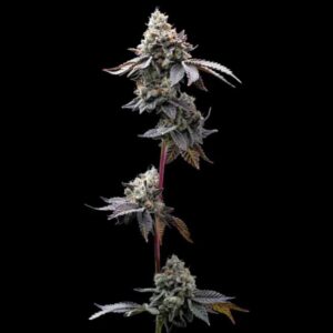 GMO Cookies Barney's Farm