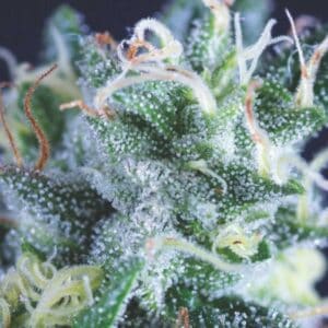 Gelato Auto Pyramid