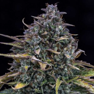 Gold Glue Auto od Mephisto Genetics