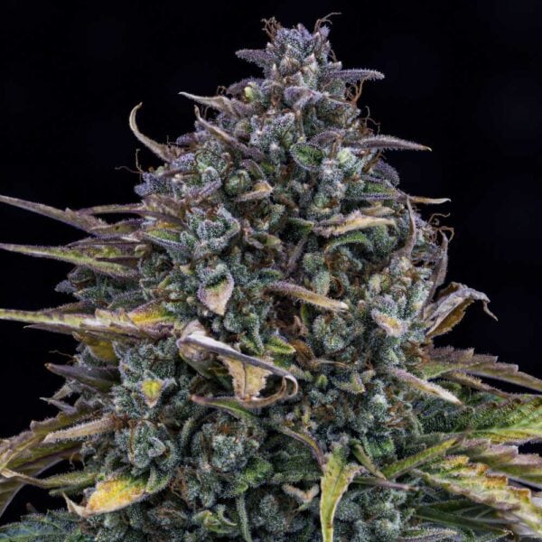 Gold Glue Auto od Mephisto Genetics