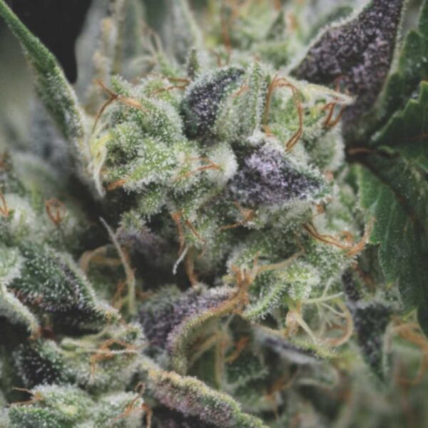 Gorilla Auto Pyramid