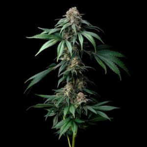 Mendo Breath Barney's Farm