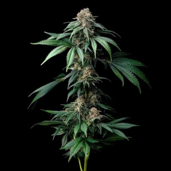 Mendo Breath Barney's Farm