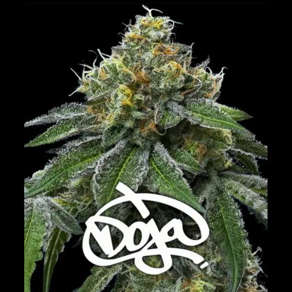 RS11 x Banana OG