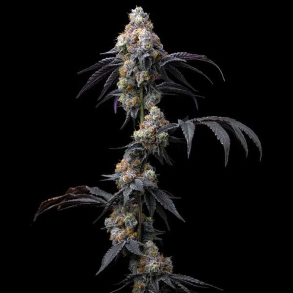 Rainbow Sherbet