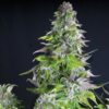 Romulan