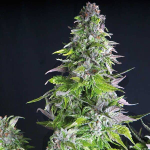 Romulan