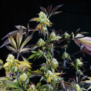 Sunset Sherbet Pyramid