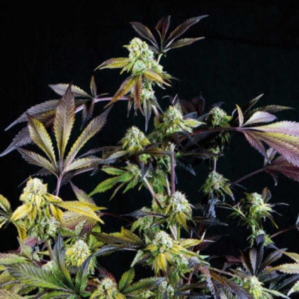 Sunset Sherbet Pyramid