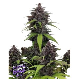 Purple Haze Auto FastBuds