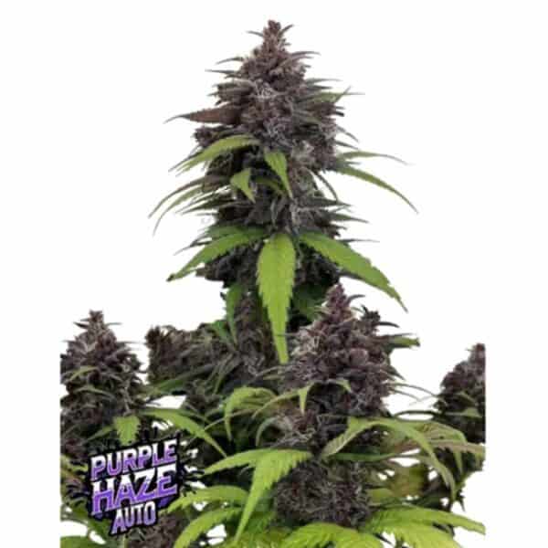 Purple Haze Auto FastBuds