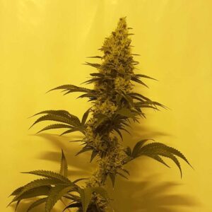 Auto Lemon Jack