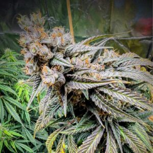 Auto Lemon Oasis