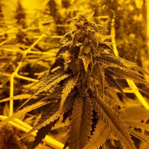Auto Lemon Zkittlez