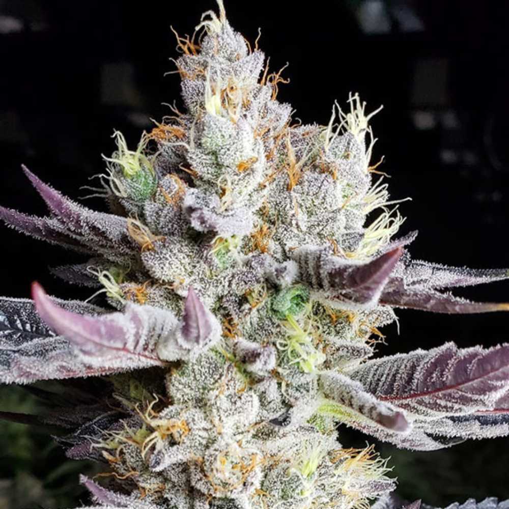 BooBerry Cookies RBX