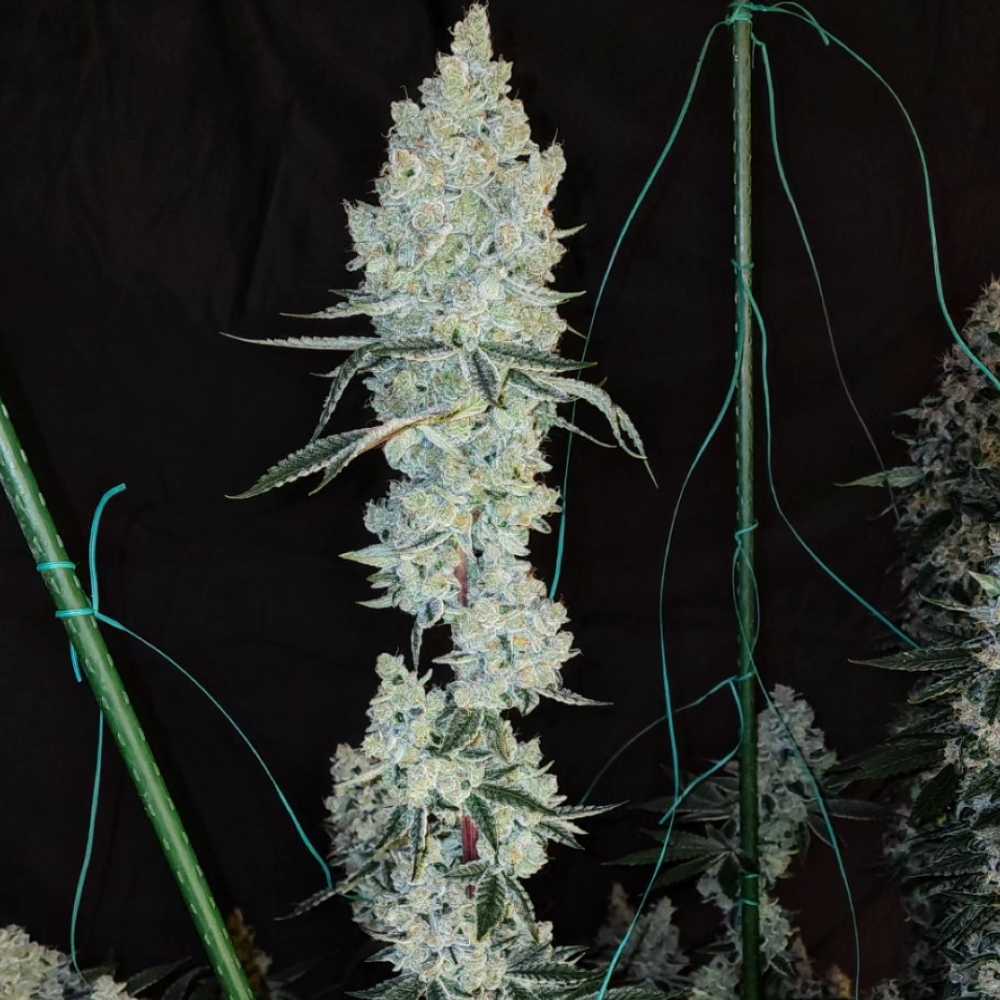 Lemon Cherry Pie R1