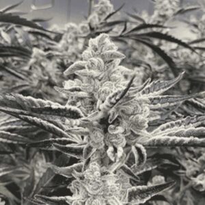 Platinum Kush Breath Remix