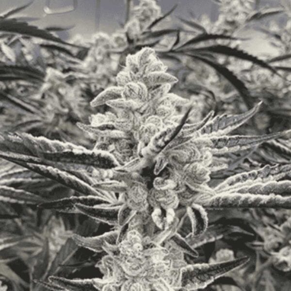 Platinum Kush Breath Remix