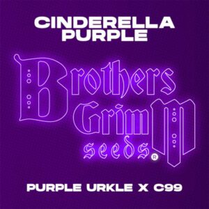 Cinderella Purple